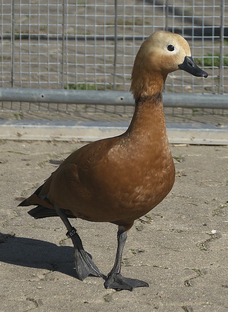 与轮换确